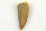 Serrated, Raptor Tooth - Real Dinosaur Tooth #200293-1